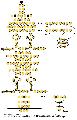 Golden retriever klyk