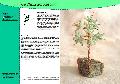 szerencse-Jade fa