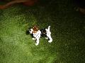 Drtszr foxterrier