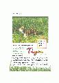 Tigris