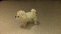 Bichon fris