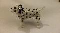 Dalmata