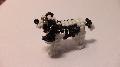 Cavalier King Charles spniel