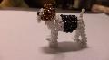 Drtszr foxterrier