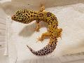High yellow leoprdgekk