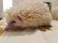 Albino afrikai fehrhas trpesn