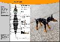 Dobermann